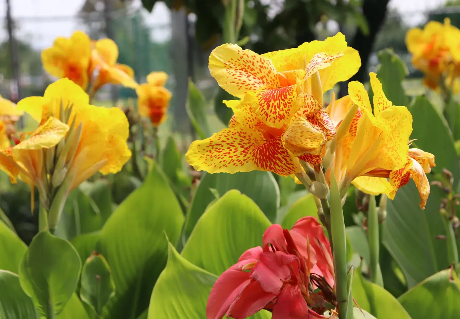 ENVIRONMENTAL ACTION