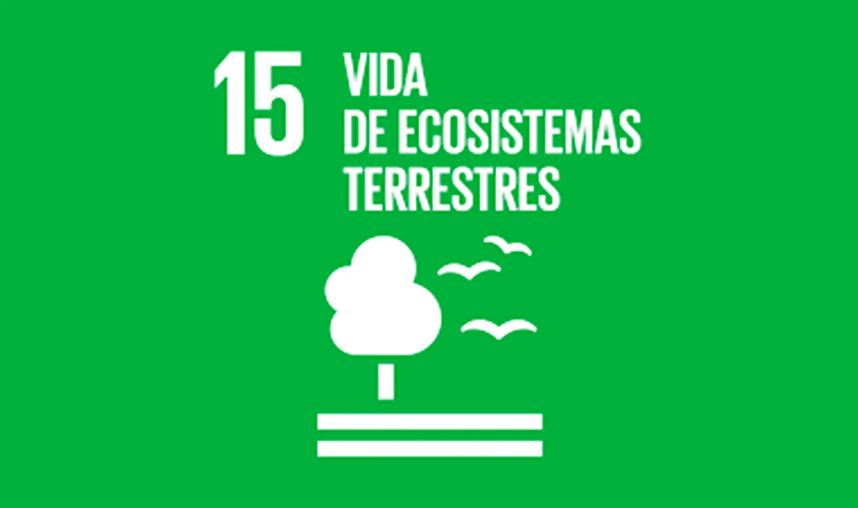 programa de reforestación